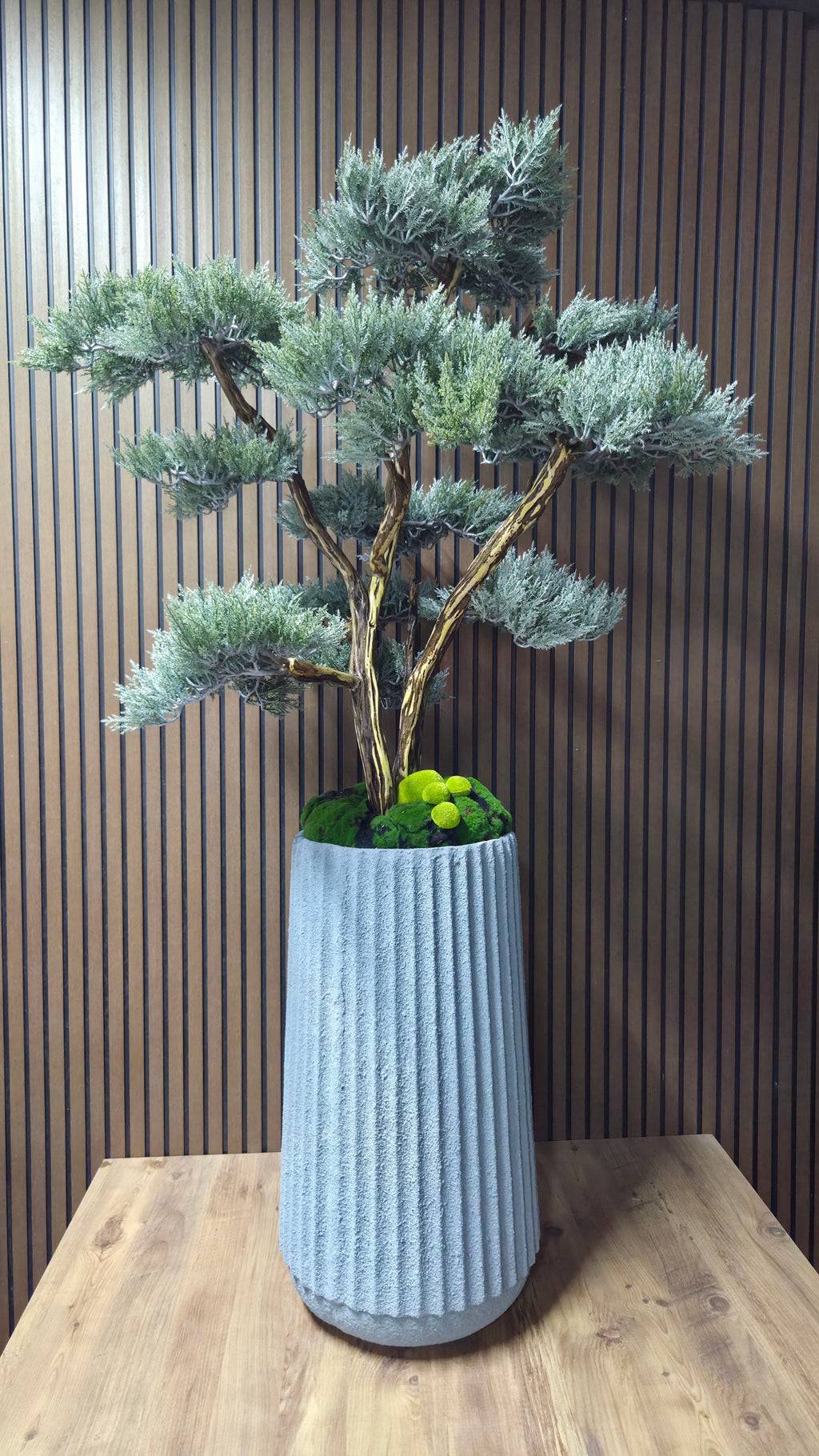 Majestic Pine Bonsai