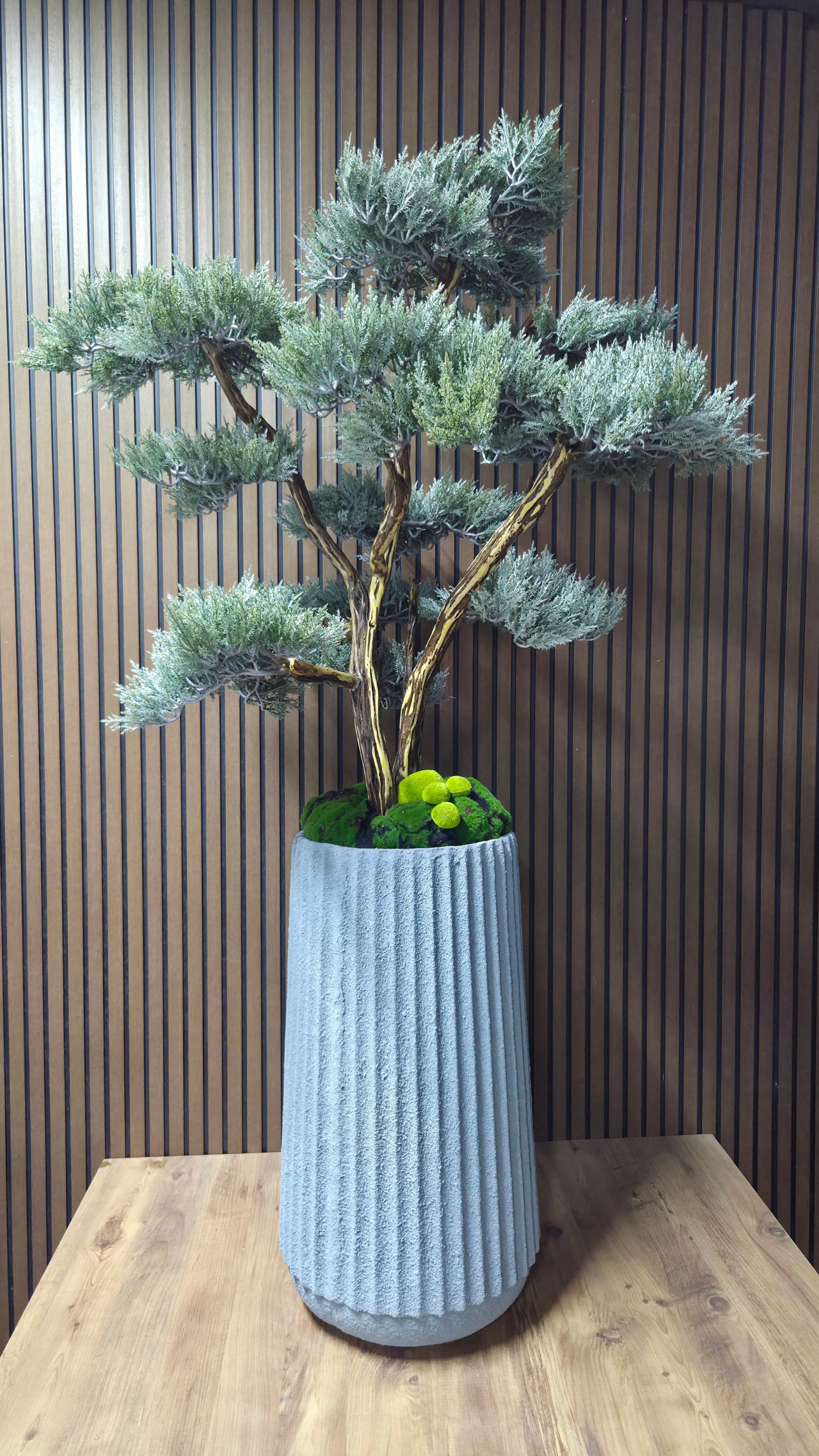 Majestic Pine Bonsai
