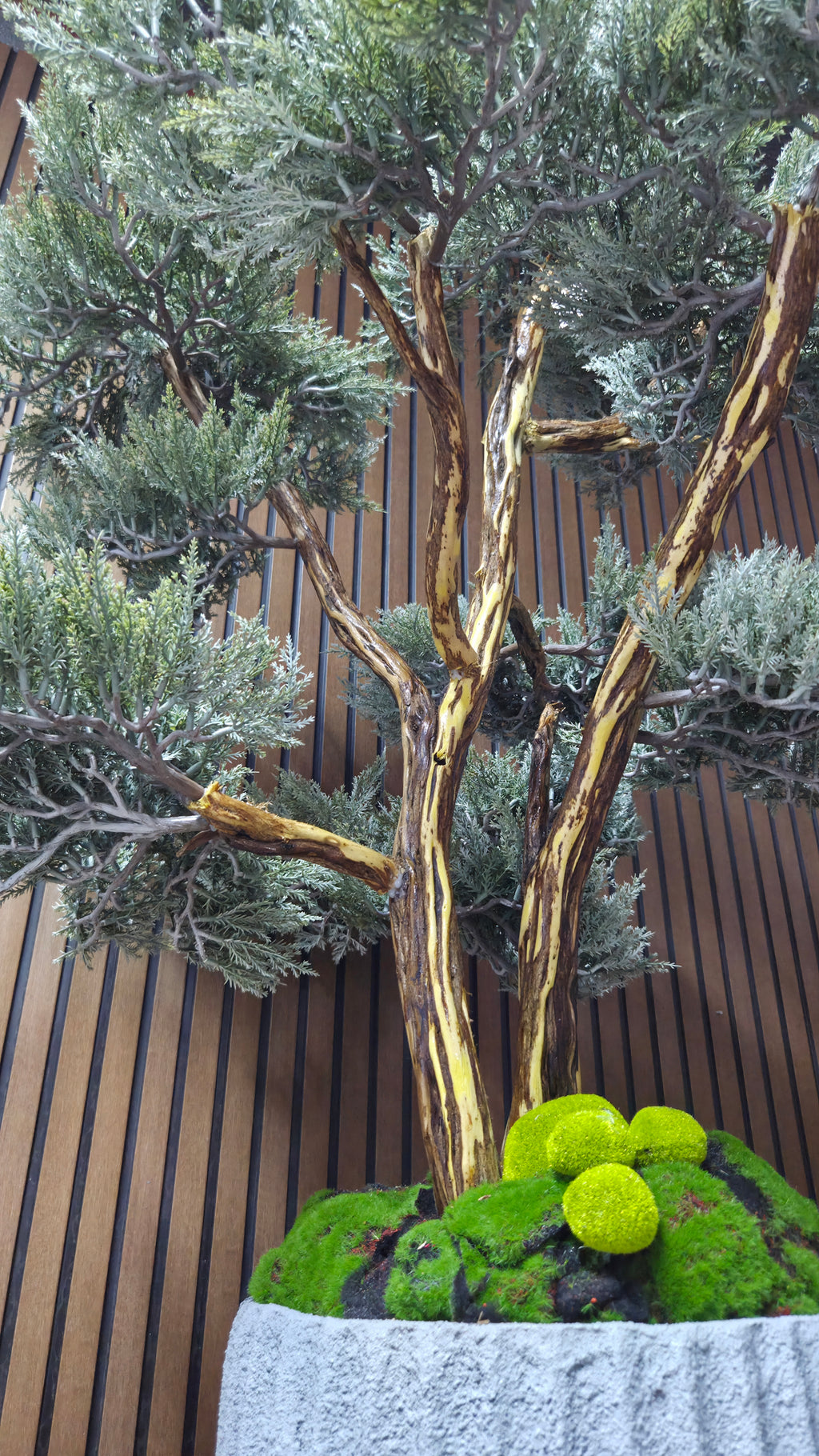 Majestic Pine Bonsai