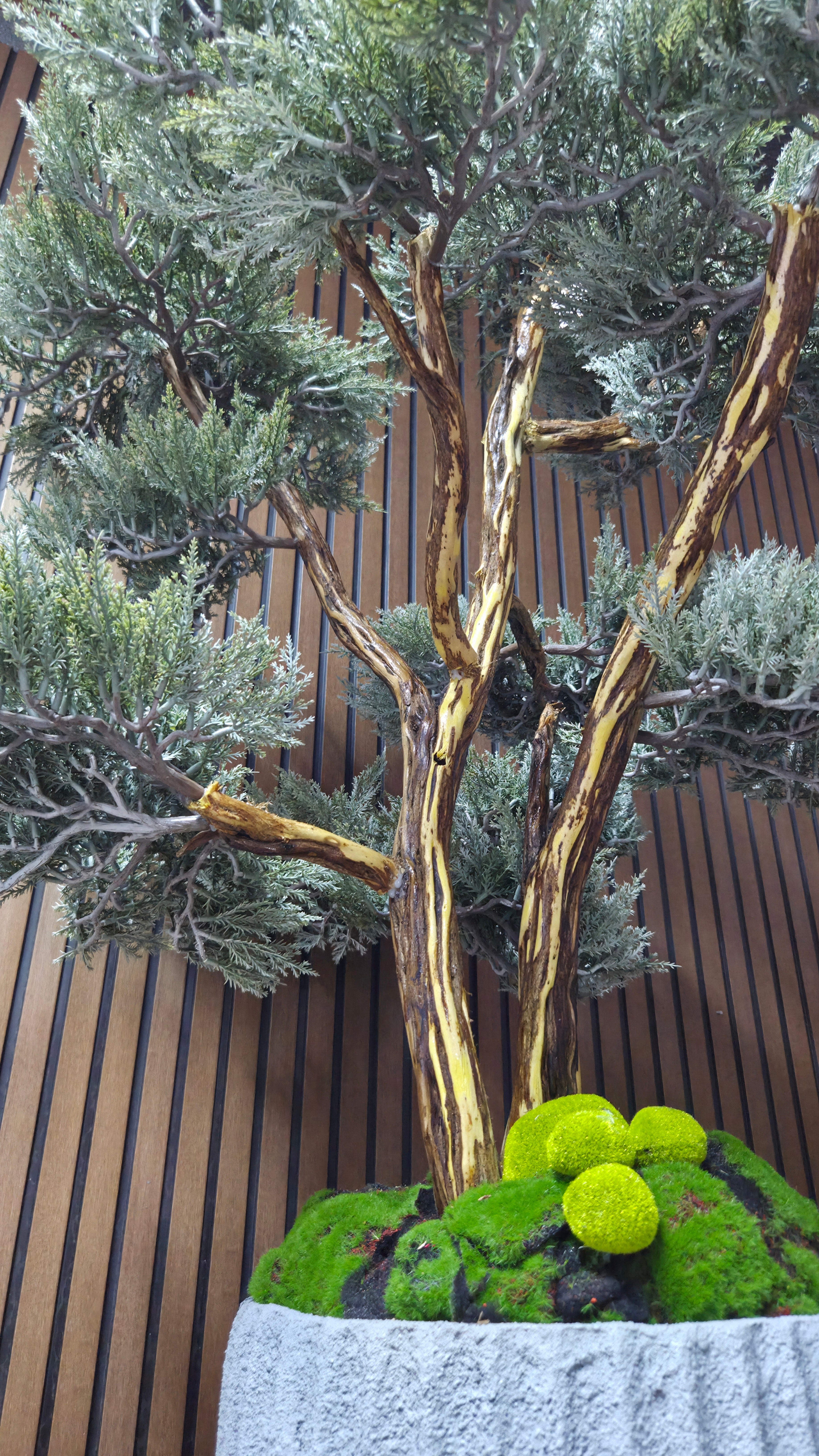 Majestic Pine Bonsai