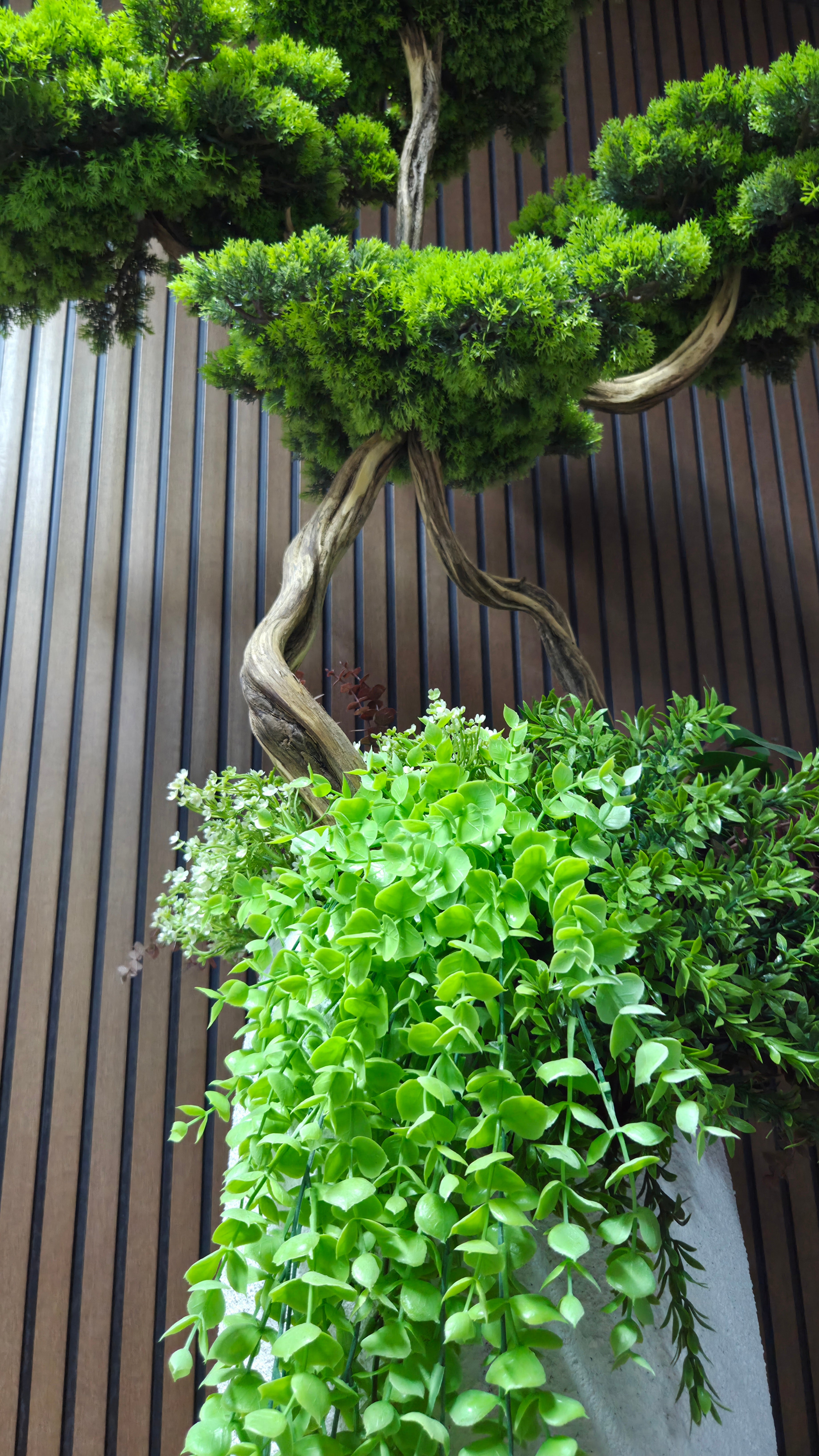Zen Face Bonsai