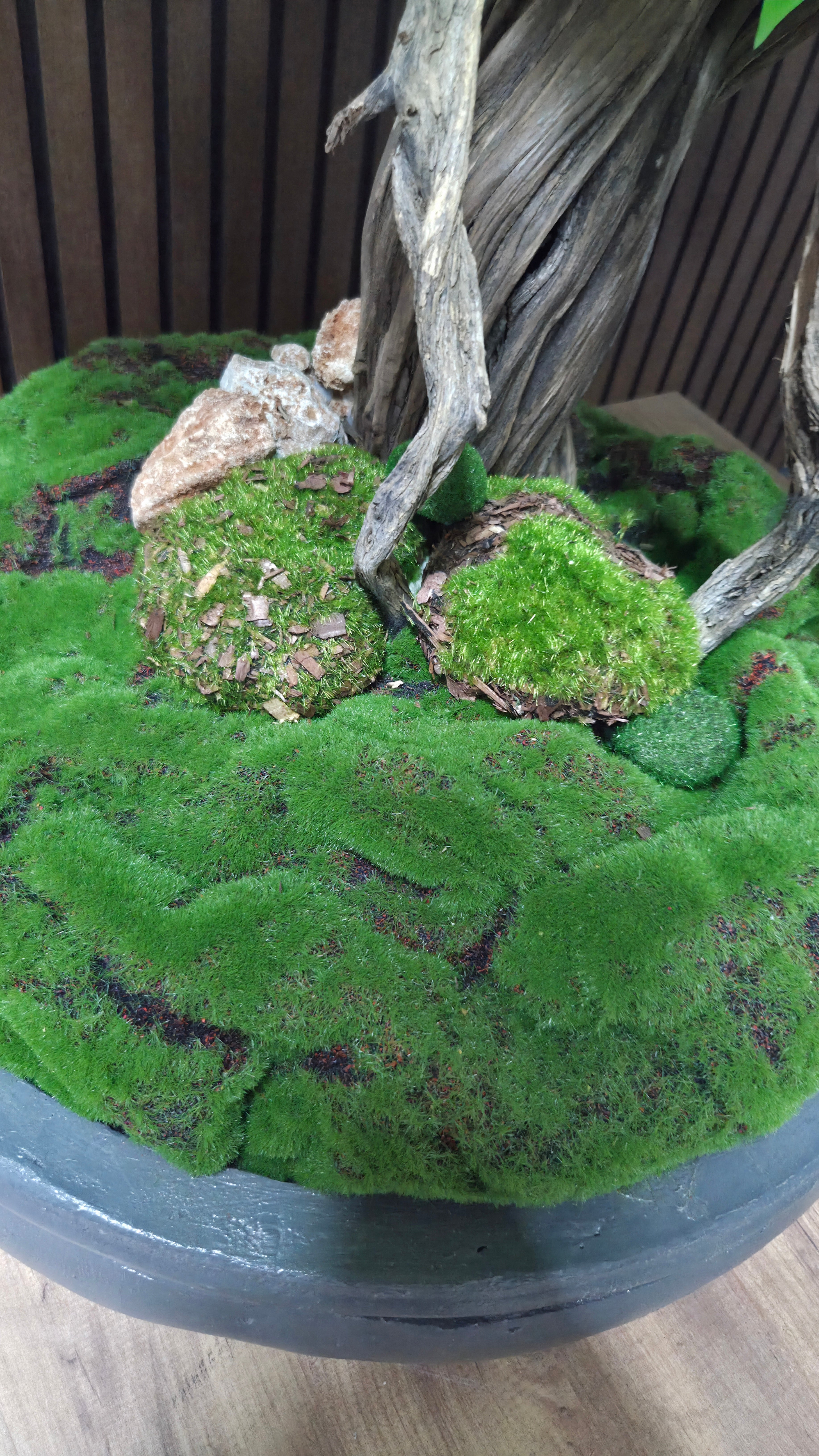 Nature Breeze Bonsai
