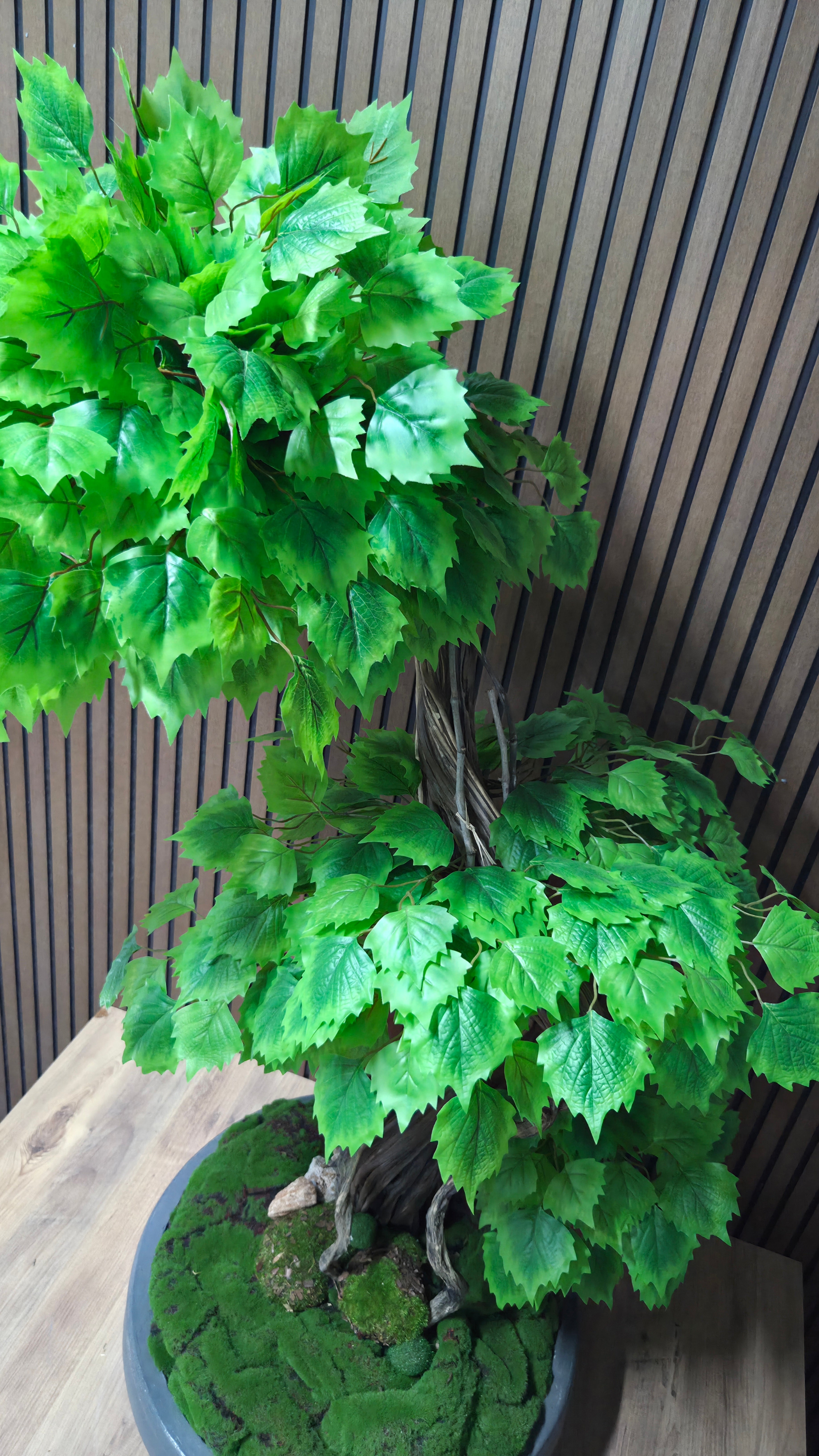 Nature Breeze Bonsai