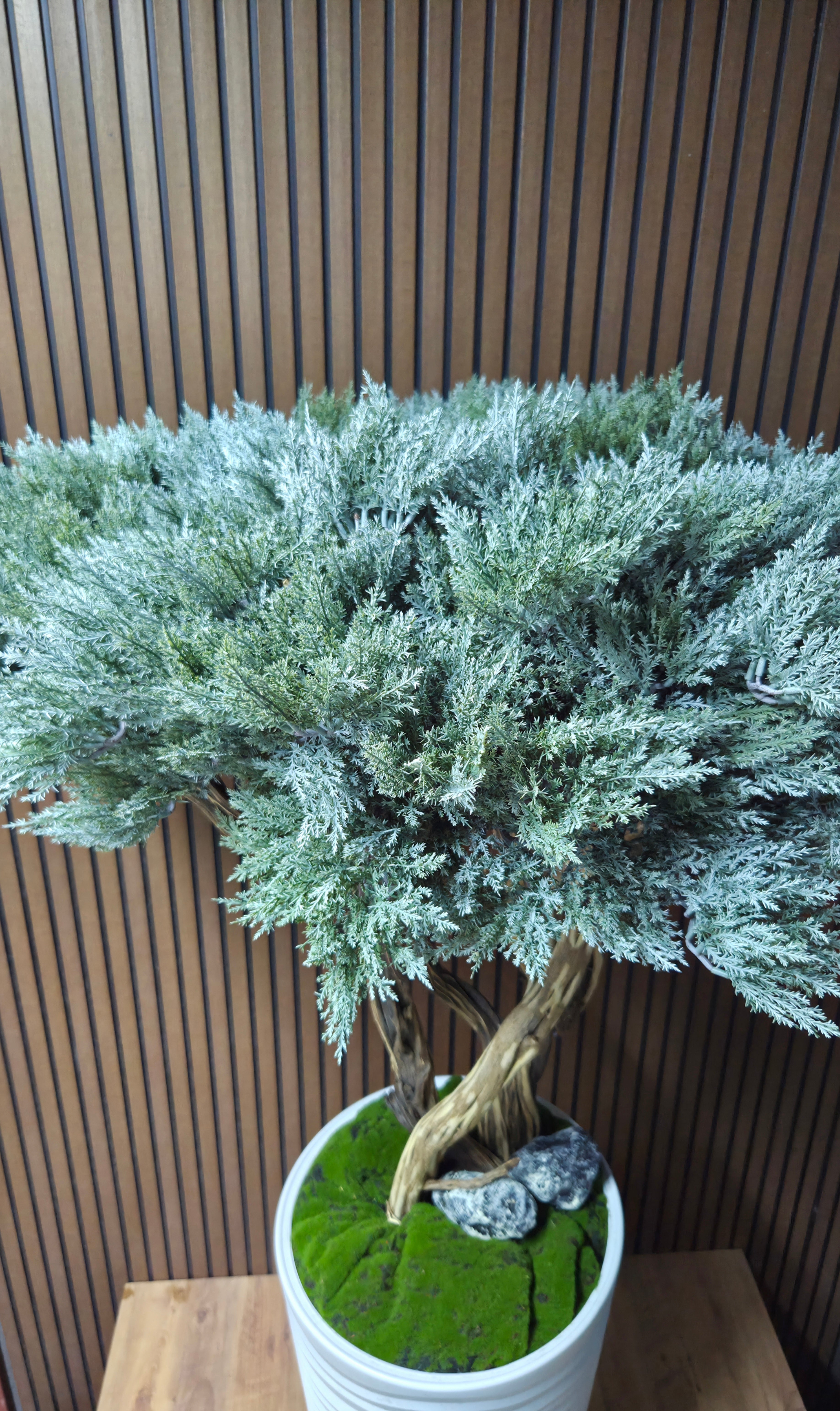 White Wave Bonsai
