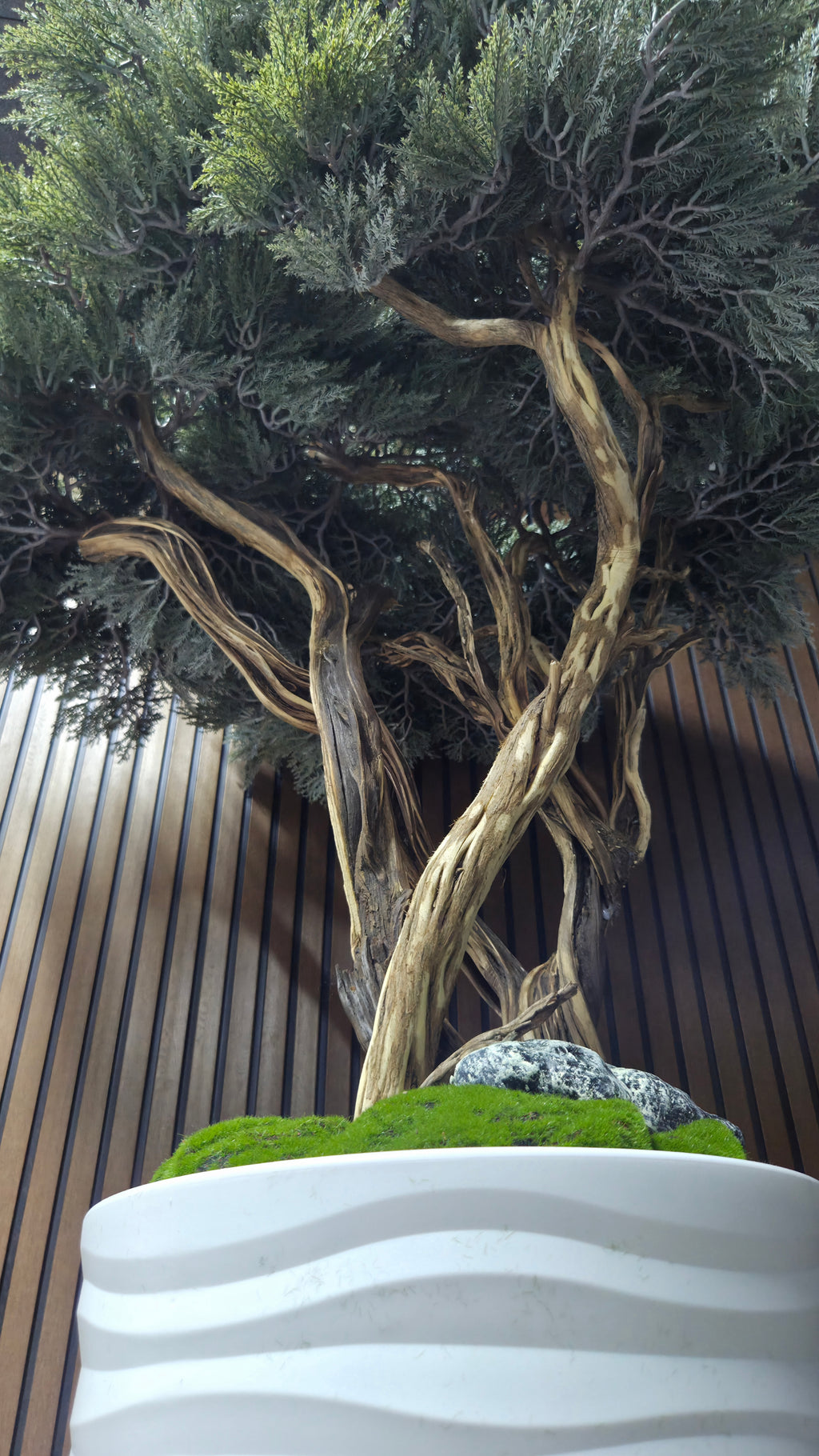 White Wave Bonsai