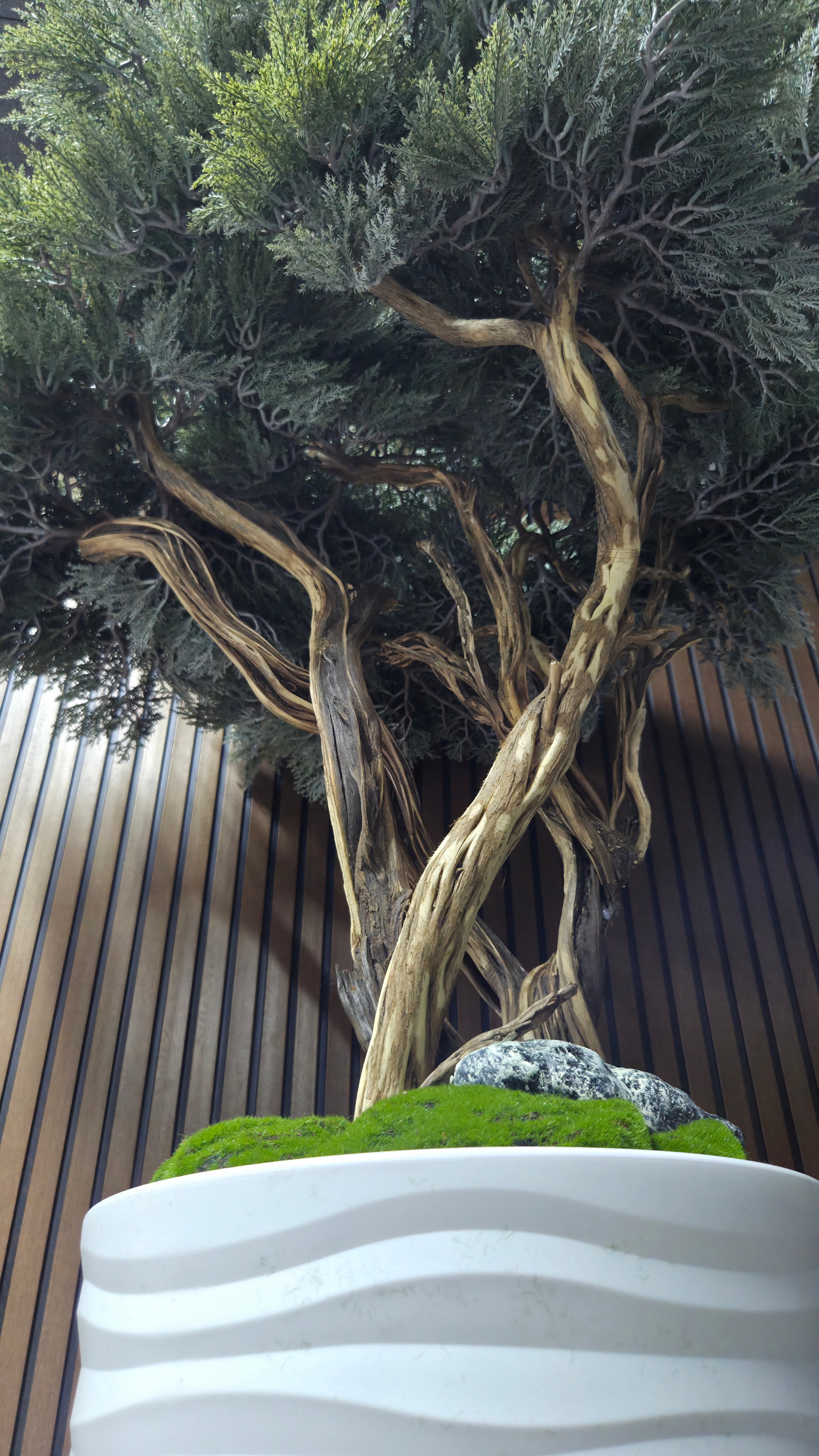 White Wave Bonsai