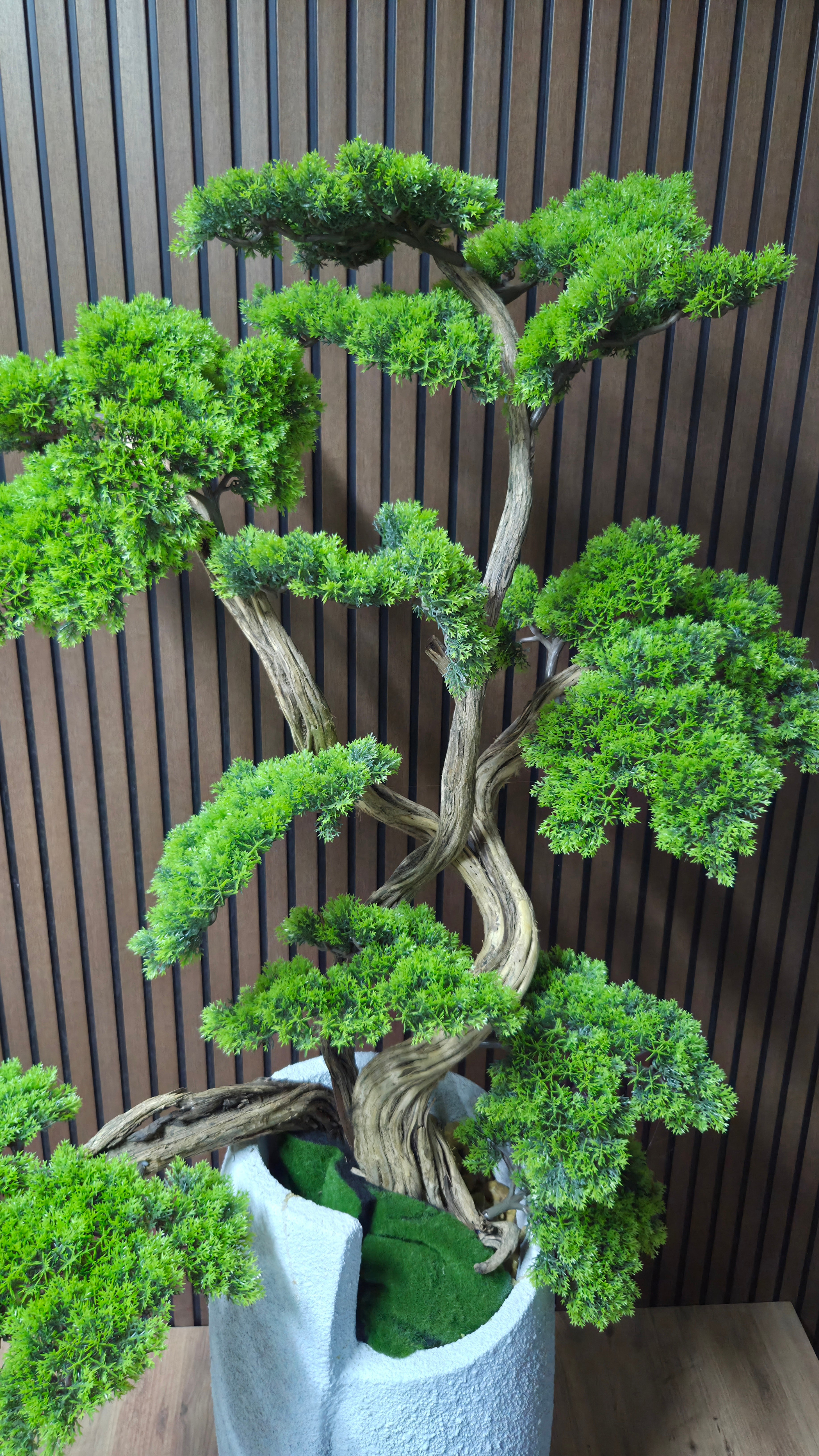 Zen Face Bonsai II