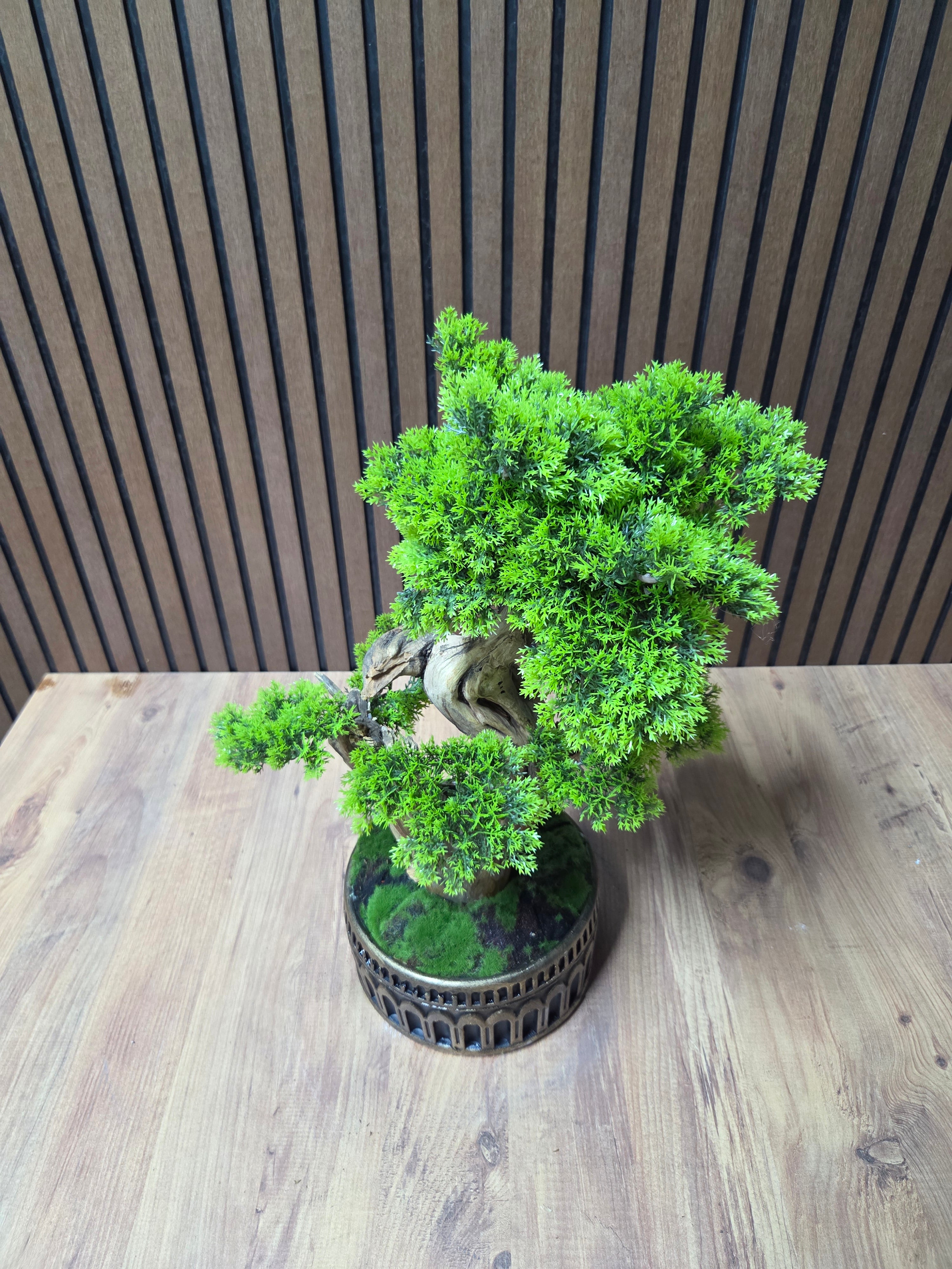 Eternal Pine Bonsai
