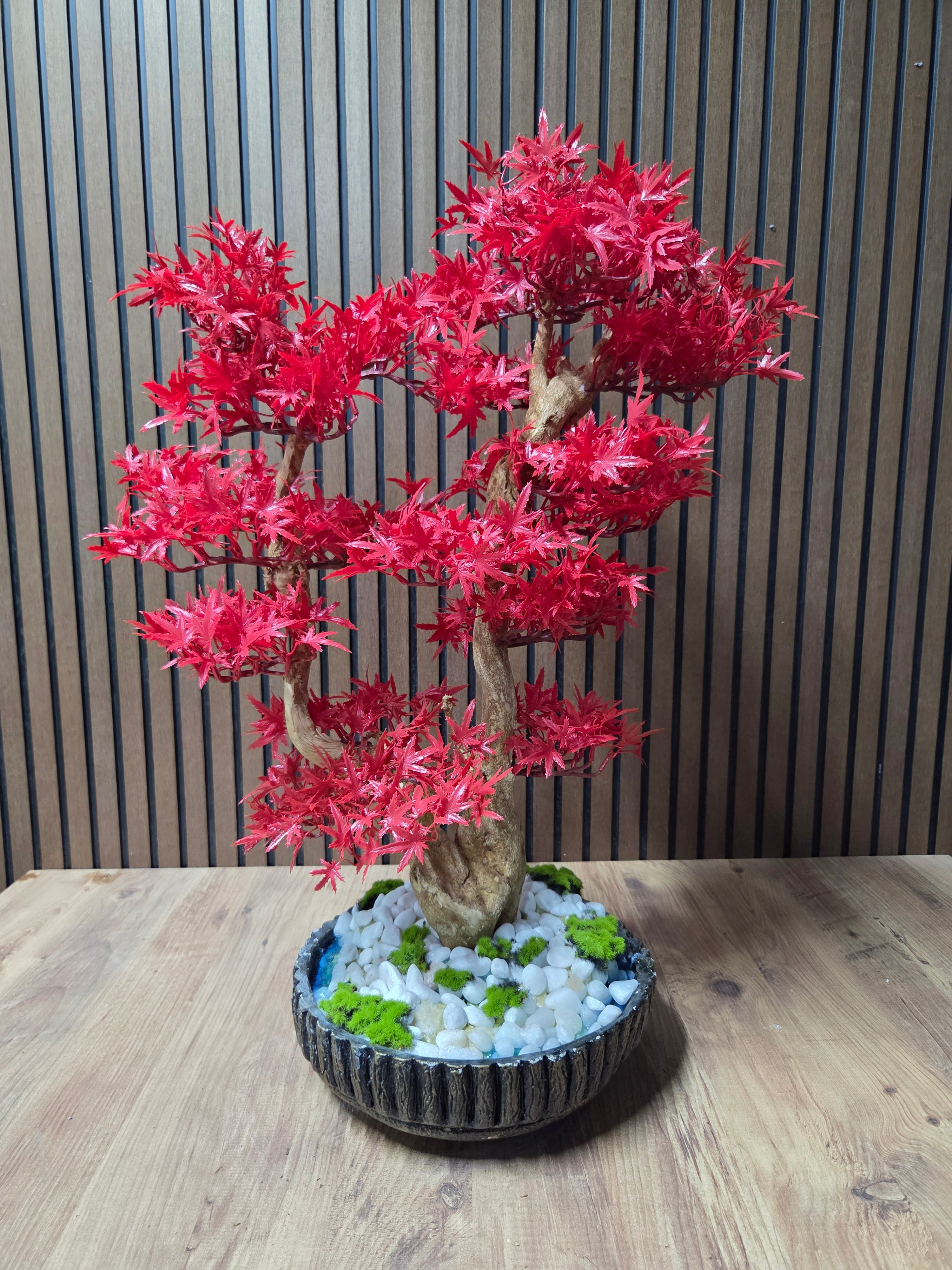 Crimson Maple Bonsai