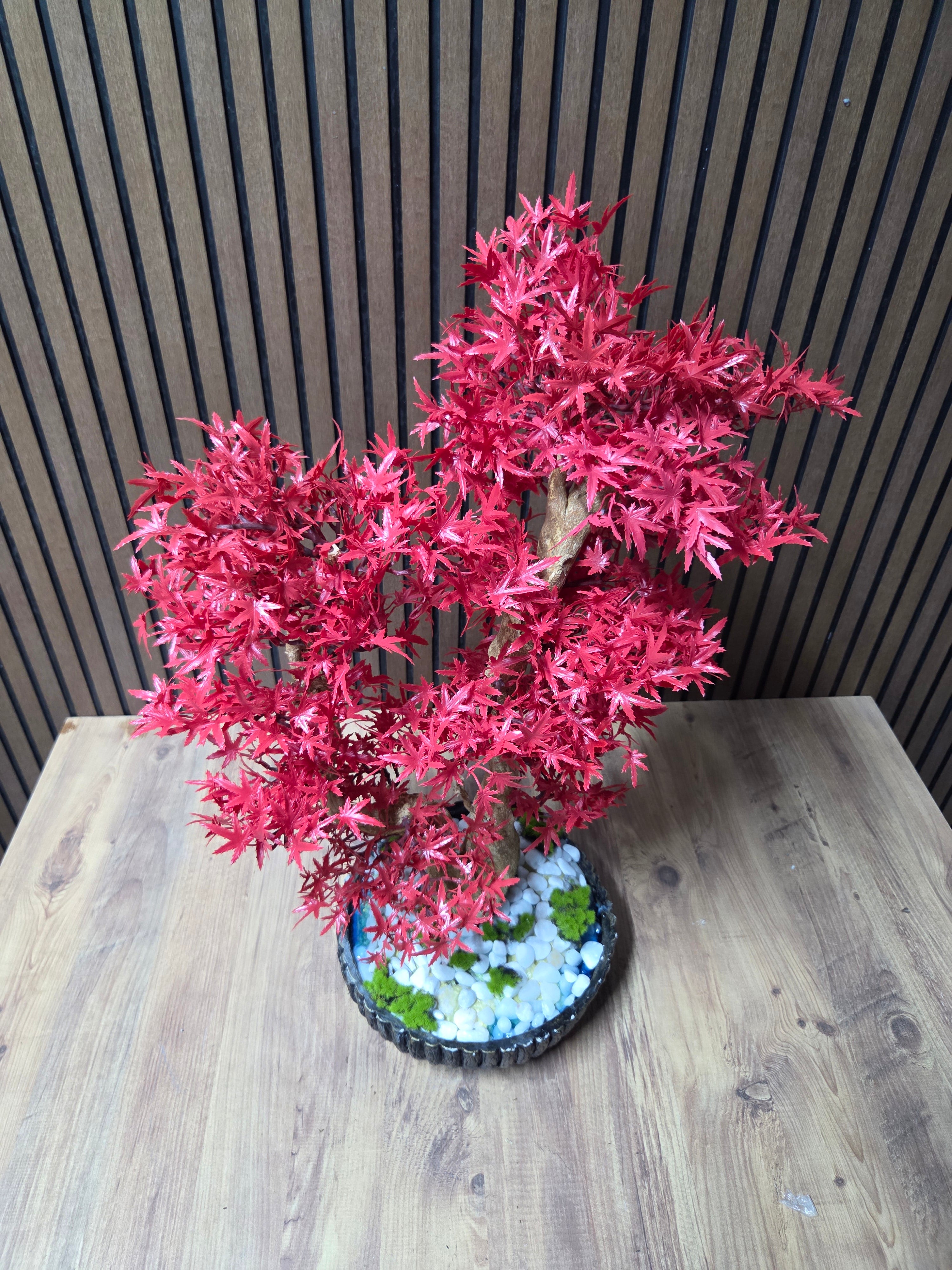 Crimson Maple Bonsai