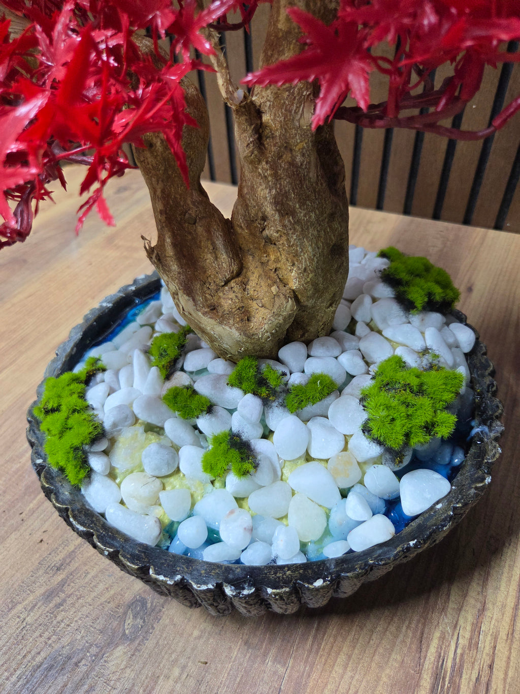 Crimson Maple Bonsai