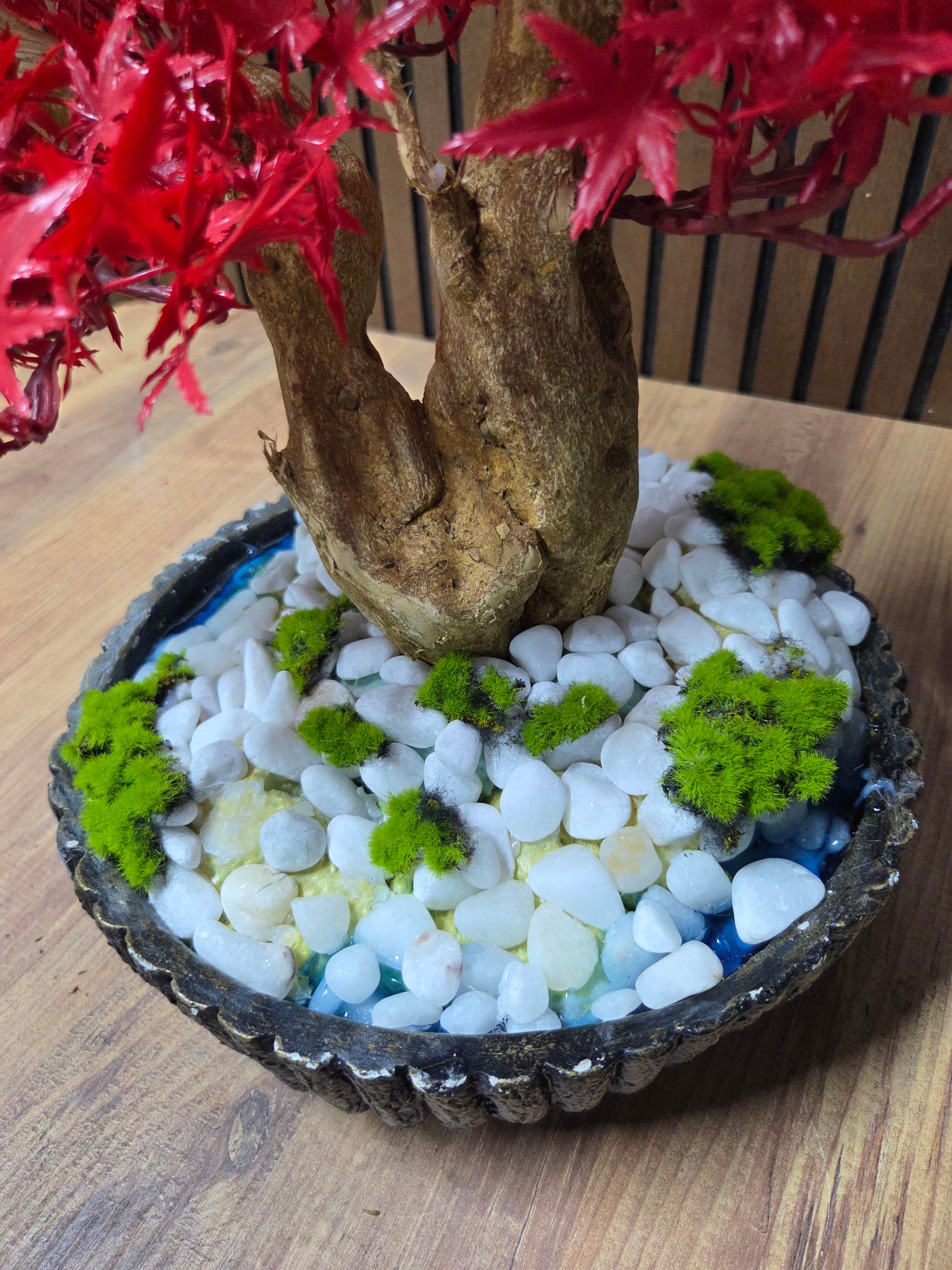 Crimson Maple Bonsai