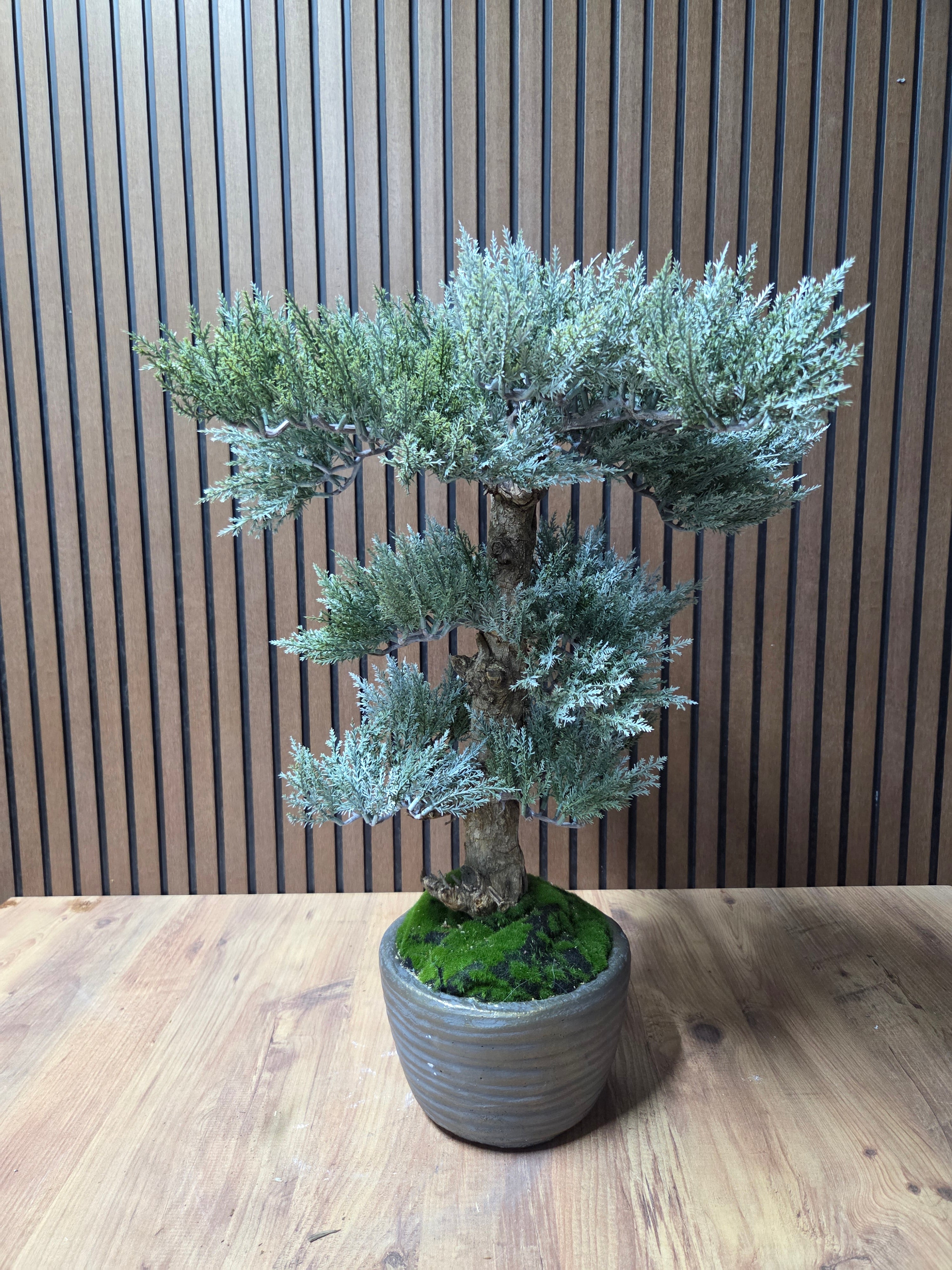 Zen Layers Bonsai