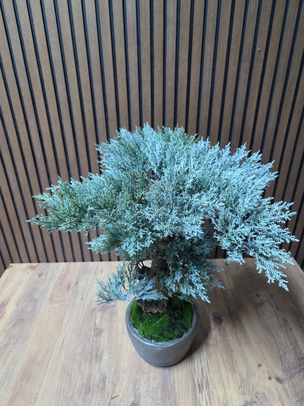 Zen Layers Bonsai