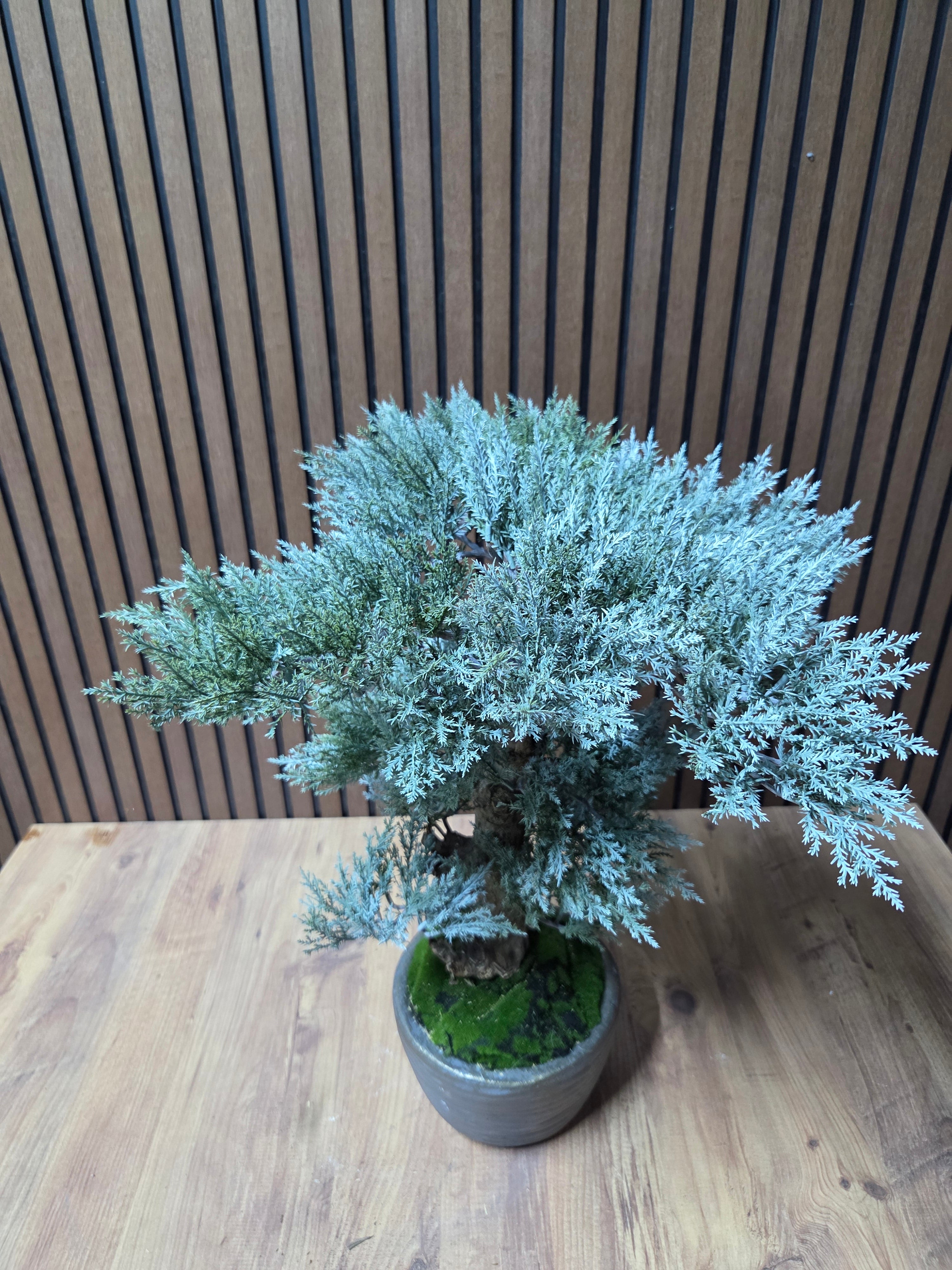 Zen Layers Bonsai