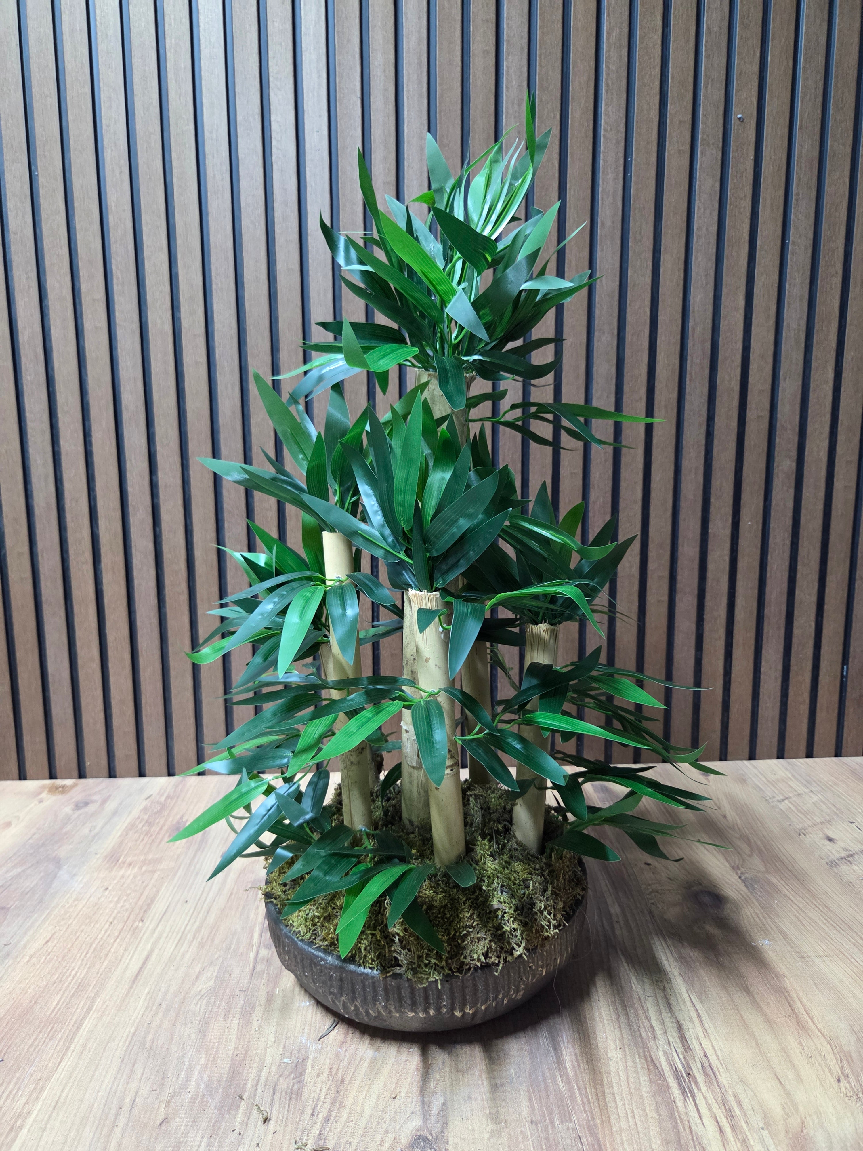 Lucky Bamboo Bonsai