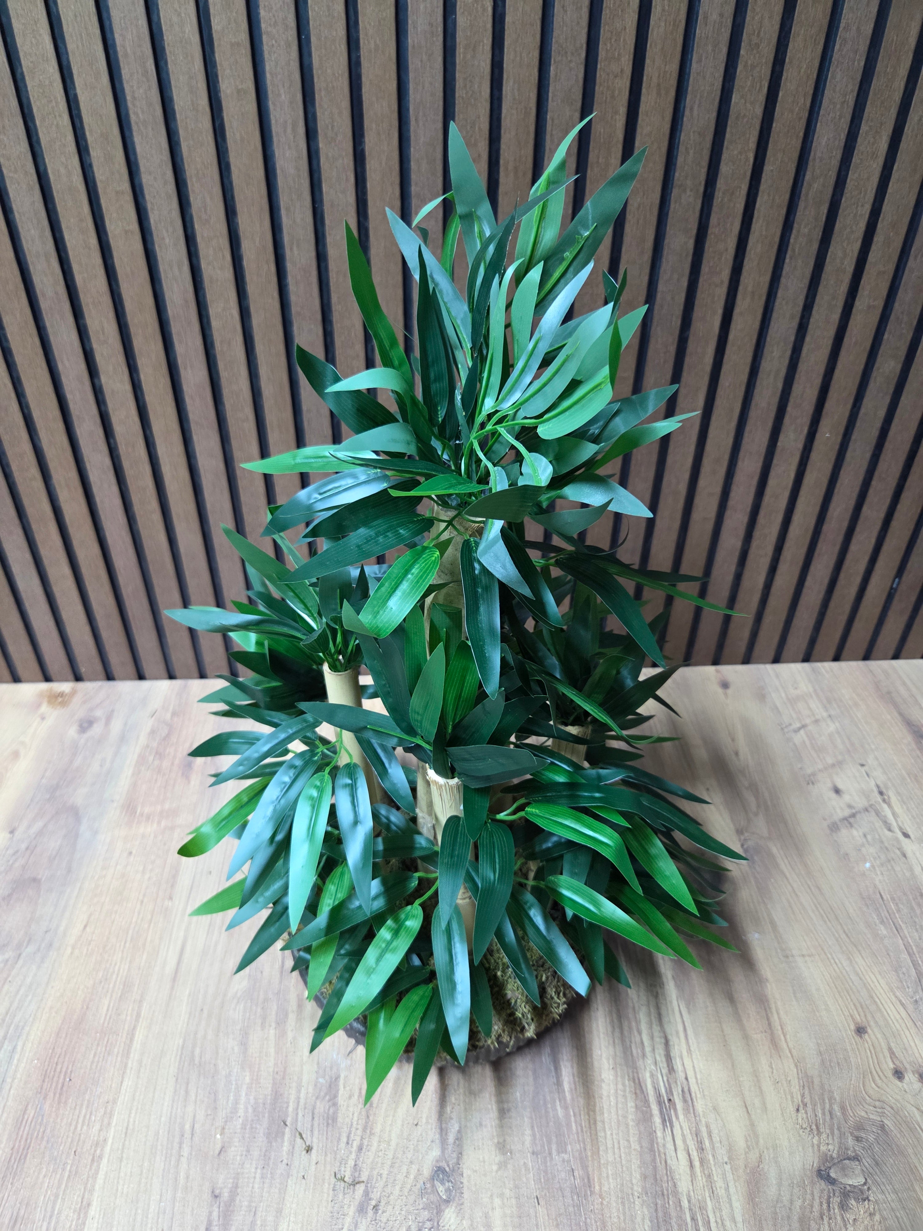 Lucky Bamboo Bonsai